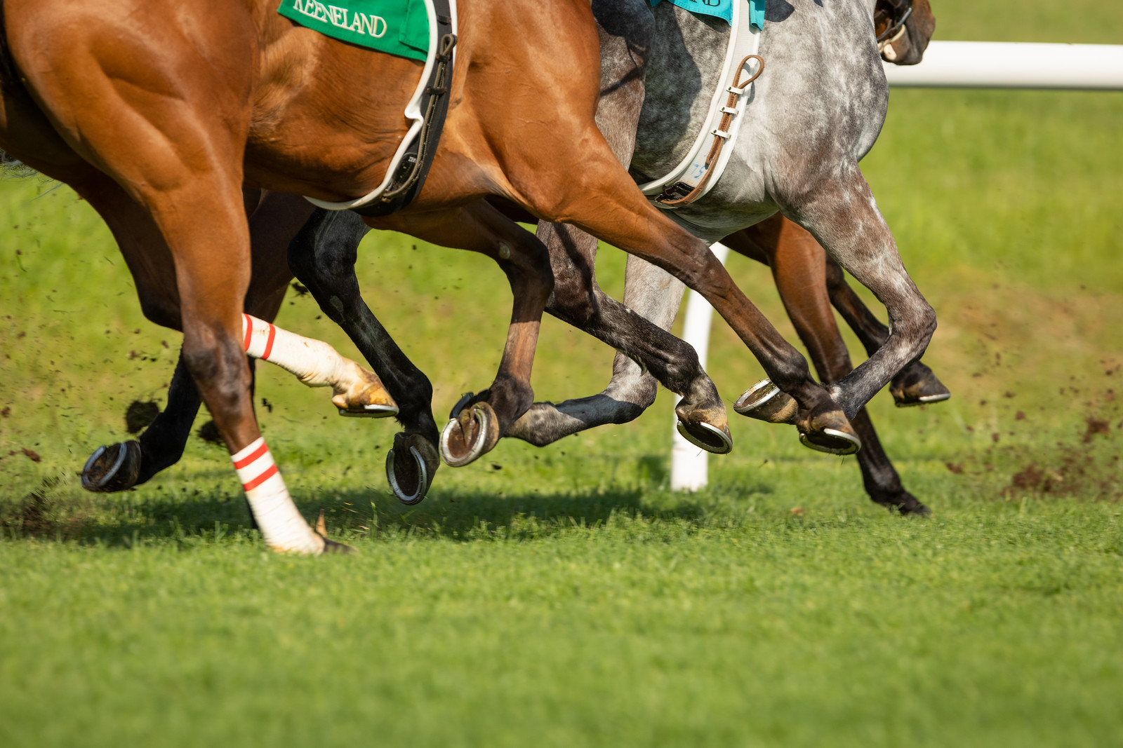 Keeneland Photo by Mark Pearson